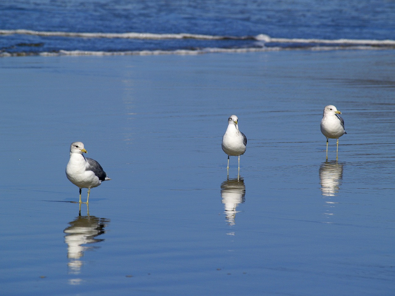 seagulls beach water ocean pacific