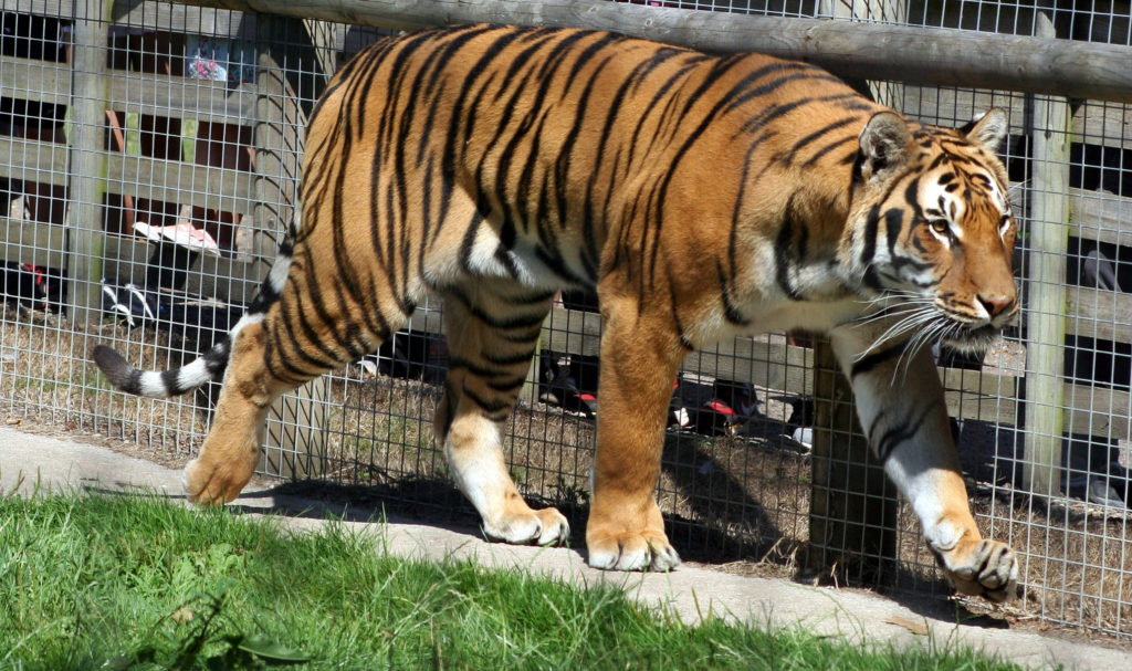 Wingham Wildlife Park, Kent