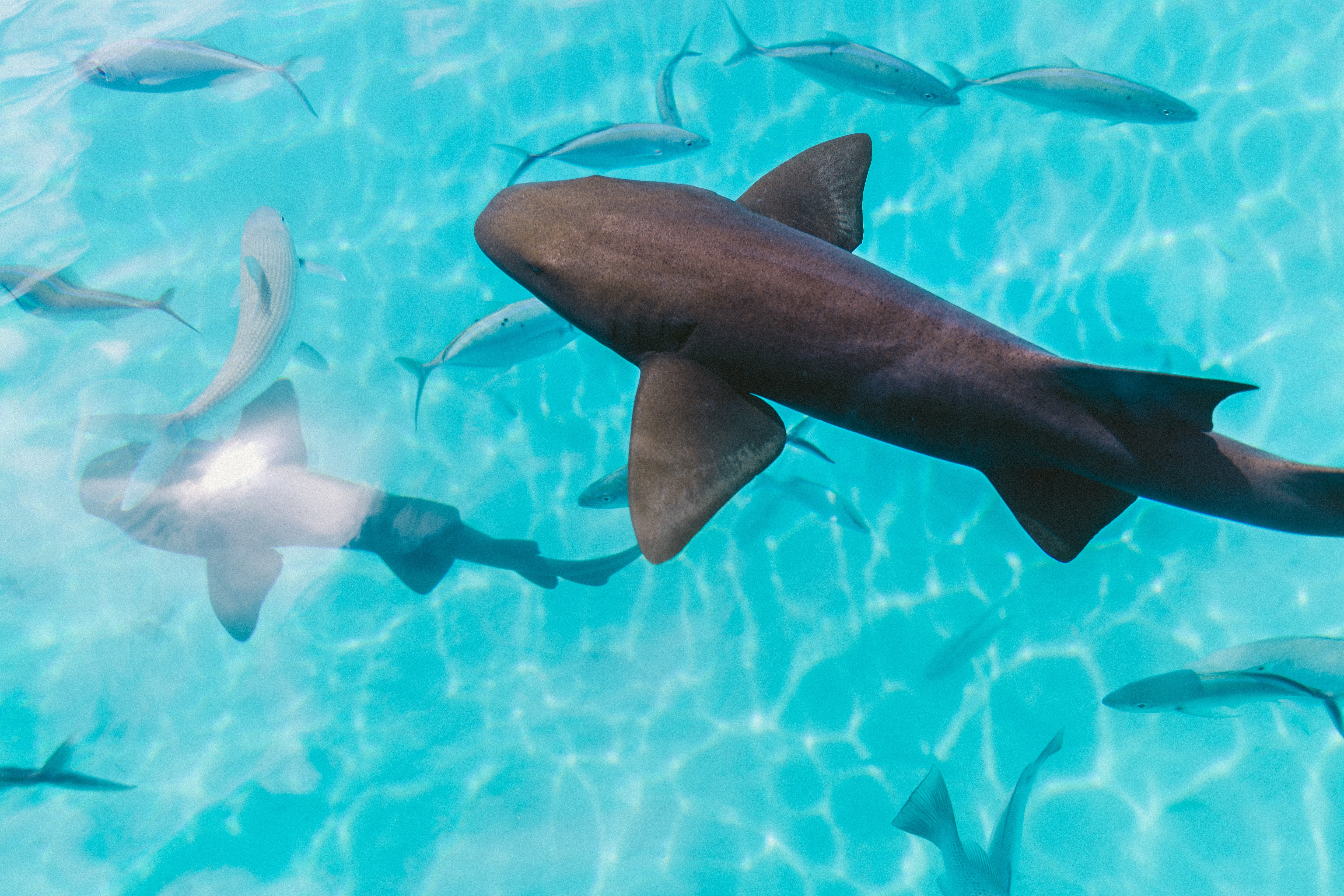 Diving in Fiji