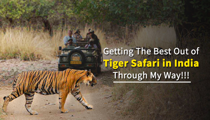 My experience Tiger Safari