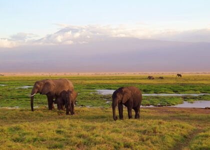 Kenya Wild Life