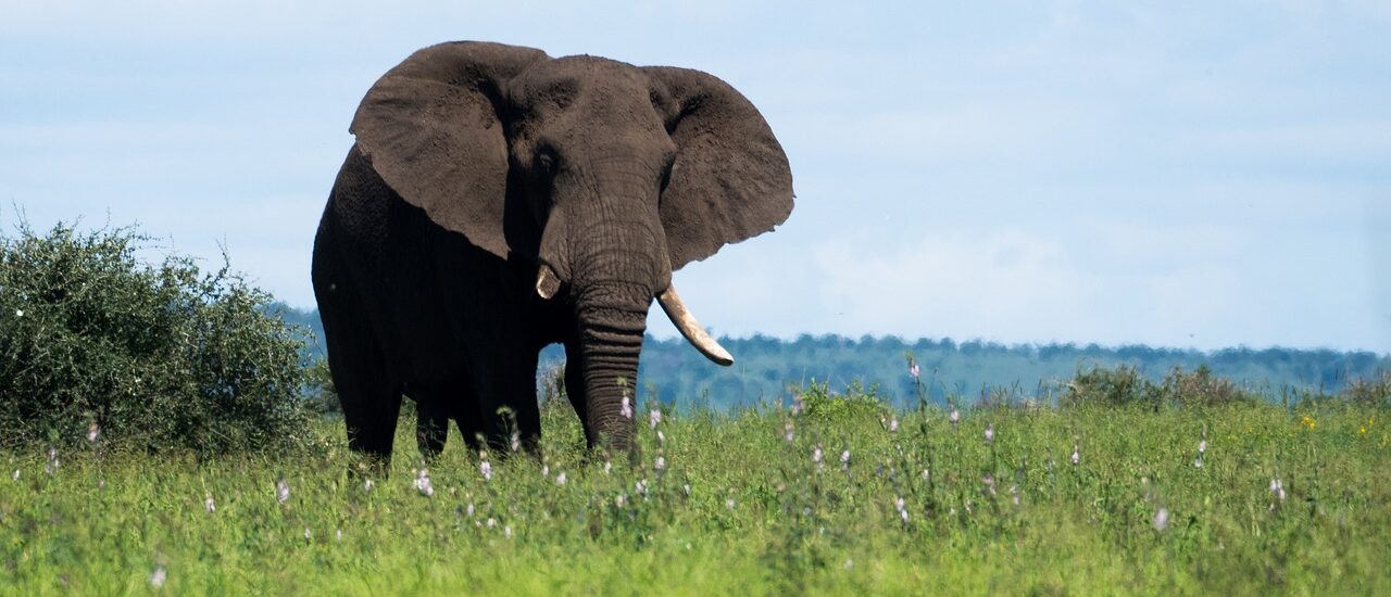 Kruger National Park