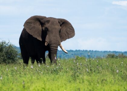 Kruger National Park